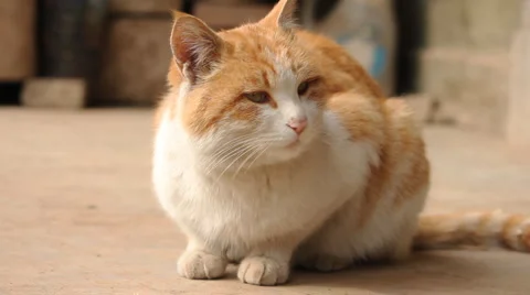 Sitting ginger cat Stock Footage 983263