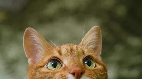 Sitting ginger cat looking up and playing, slow motion Stock Footage 301908522