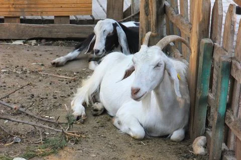 A Sitting Goat 스톡 사진