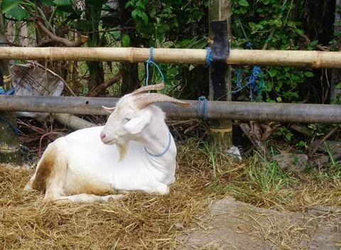 Sitting goat Stock-Fotos