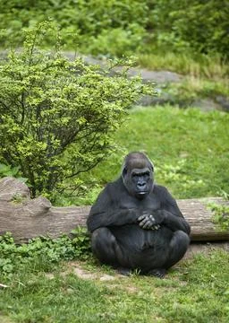 Sitting Gorilla Stock Photos