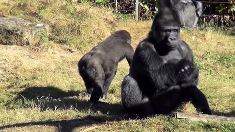 Sitting Gorillas on the ground Stock Footage 82491008