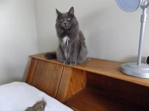 Sitting gray cat looking at the camera Stock Photos