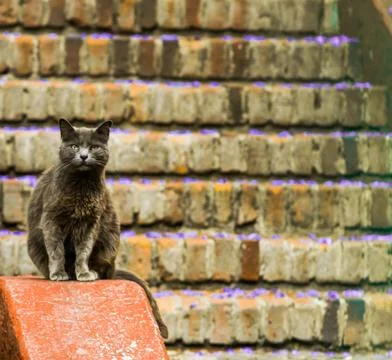 The sitting gray cat Stock Photos