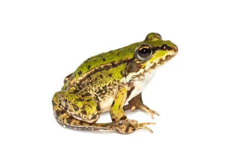 Sitting green frog Stock Photos