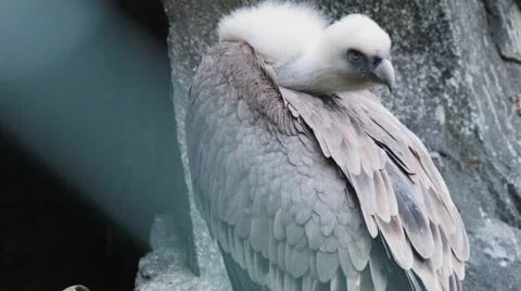 A sitting griffon vulture Stock Footage 68644839