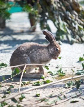 Sitting hare Stock Photos