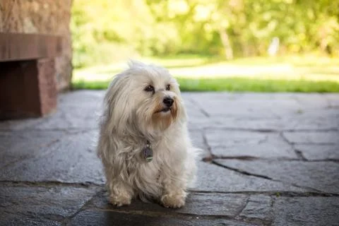 Sitting Havanese Stock Photos