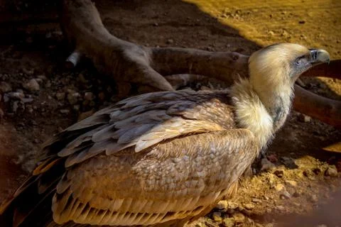 Sitting hawk Stock Photos