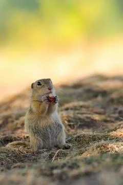 Sitting hay with hazelnut of the squirrel class Stock Photos