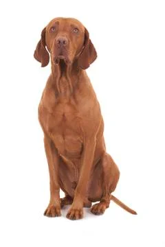 Sitting innocent dog Stock Photos