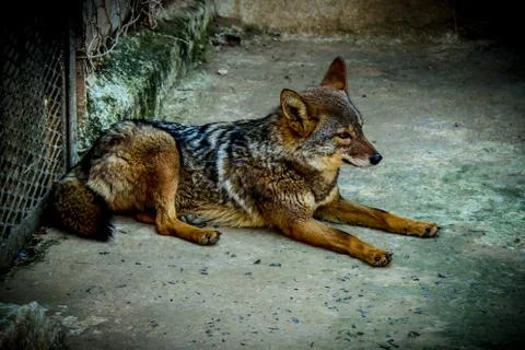 Sitting Jackal (WOLF) Stock Photos