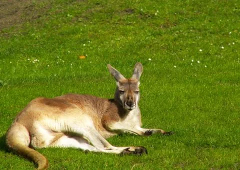 Sitting kangaroo Stock Photos