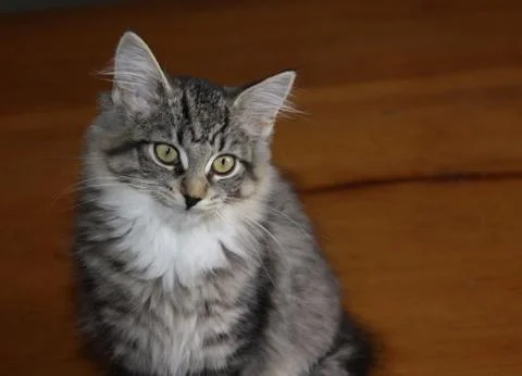 Sitting kitten Stock Photos