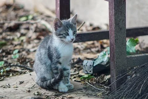 Sitting kitten Stock Photos