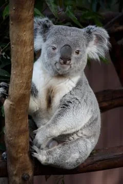 Sitting Koala Stock Photos