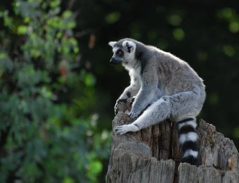 Sitting Lemur Stock Photos