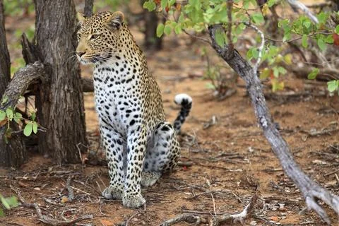 Sitting leopard Foto stock