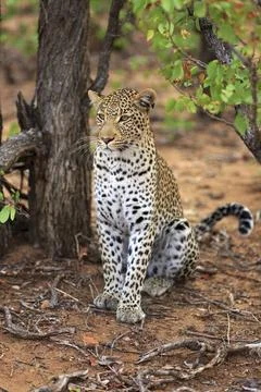 Sitting leopard Foto stock
