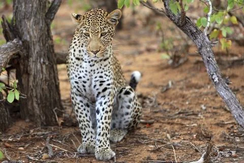 Sitting leopard Foto stock