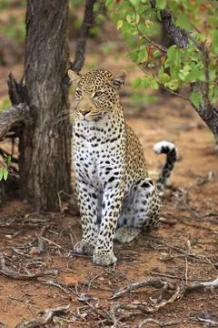 Sitting leopard 스톡 사진