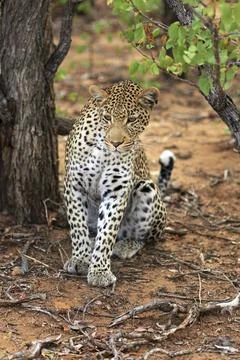 Sitting leopard Stock Photos
