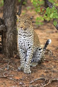 Sitting leopard Foto stock
