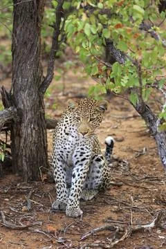 Sitting leopard Stockfoto's