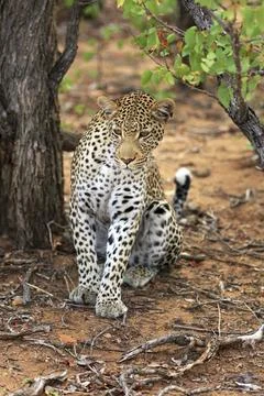 Sitting leopard Foto stock