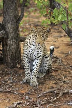 Sitting leopard Foto stock