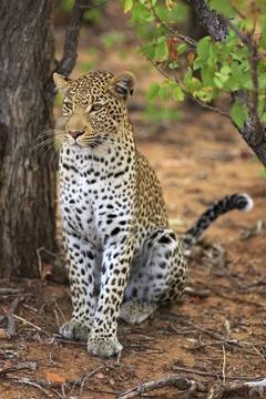 Sitting leopard Stockfoto's