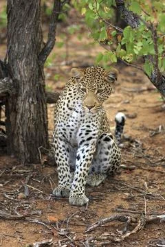 Sitting leopard Stockfoto's