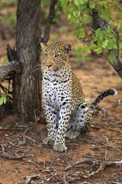 Sitting leopard Stockfoto's