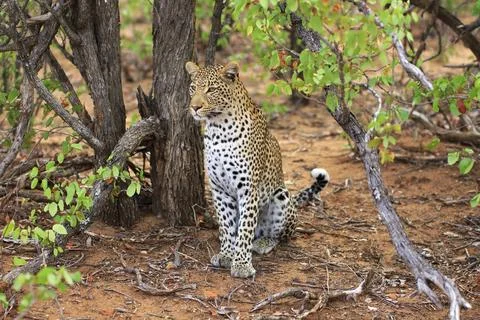 Sitting leopard Stockfoto's