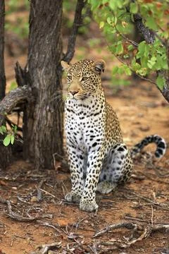 Sitting leopard Stockfoto's