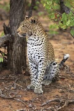 Sitting leopard Stockfoto's
