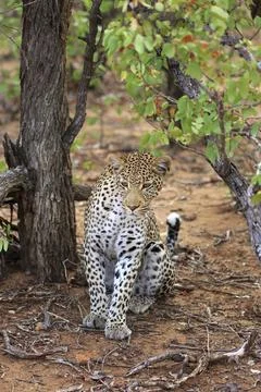 Sitting leopard Stockfoto's