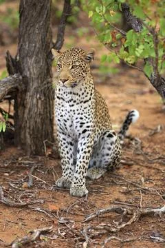 Sitting leopard Stockfoto's