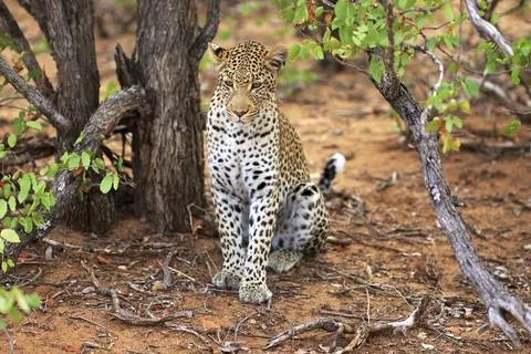 Sitting leopard Stockfoto's