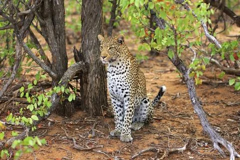 Sitting leopard Stockfoto's