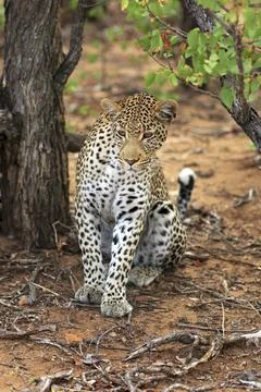 Sitting leopard Stockfoto's