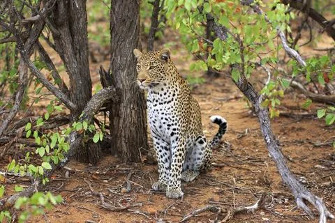 Sitting leopard Stockfoto's