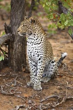 Sitting leopard Stockfoto's