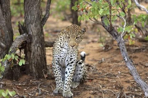 Sitting leopard Stockfoto's