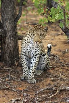 Sitting leopard Stockfoto's
