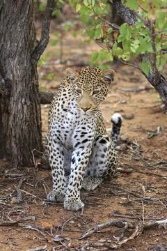 Sitting leopard Stockfoto's