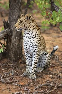 Sitting leopard Stockfoto's