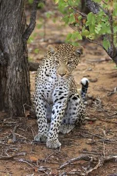 Sitting leopard Stockfoto's