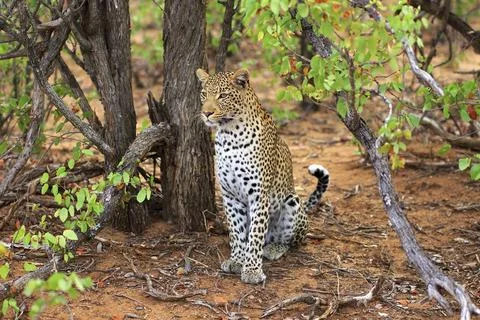 Sitting leopard Foto stock