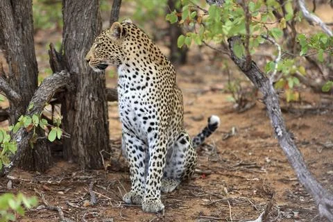 Sitting leopard Foto stock